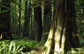 A magnífica floresta de árvores gigantes na Cathedral Grove, na estrada para Tofino, em Vancouver Island, na British Columbia, no Canadá